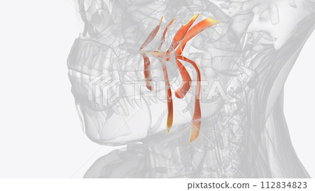 Muscles of soft palate and fauces Muscles of soft palate and fauces 112834823