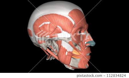 The buccinator compresses the cheeks against the teeth and is used in acts such as blowing 112834824