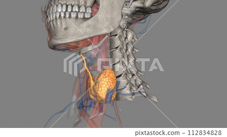 The thyroid is a small, butterfly-shaped gland located at the base of the neck, just below the Adams apple 112834828