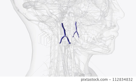 Retromandibular vein and branches Retromandibular vein and branches 112834832