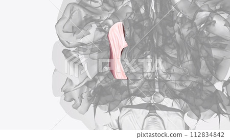 The internal capsule is a two-way tract for the transmission of information to and from the cerebral cortex The internal capsule is a two-way tract for the transmission of information to and from the cerebral cortex 112834842