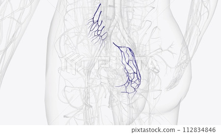 Branches of inferior mesenteric vein 112834846