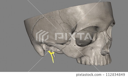 The facial nerve is the 7th cranial nerve and carries nerve fibers that control facial movement and expression 112834849