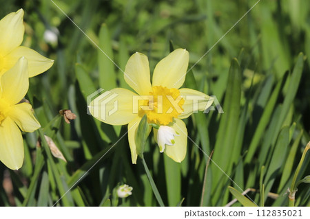Yellow daffodil flowers blooming in the spring garden Yellow daffodil flowers blooming in the spring garden 112835021