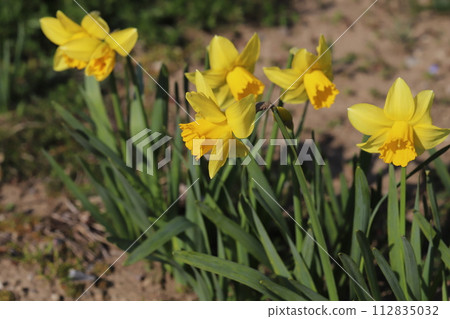 Yellow daffodil flowers blooming in the spring garden 112835032