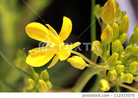 Water rape blossoms Water rape blossoms 112835070
