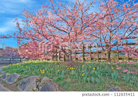 河津櫻花 112835411