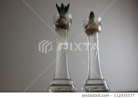 Hyacinth ... ◯ ○ Hydroponics ○ ◯. ⁺ * Hyacinth ... ◯ ○ Hydroponics ○ ◯. ⁺ * 112835577