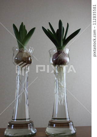 Hyacinth ... ◯ ○ Hydroponics ○ ◯. ⁺ * Hyacinth ... ◯ ○ Hydroponics ○ ◯. ⁺ * 112835581