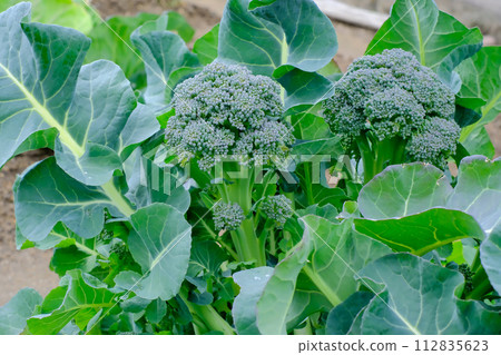 生長在田間的青花菜 112835623