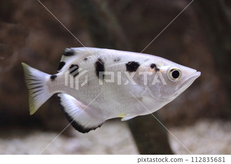 banded archerfish  (Toxotes jaculatrix) 112835681