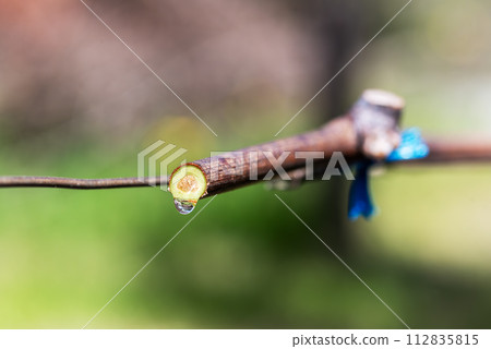 Drops of sap on vine branches in spring. Agriculture. Drops of sap on vine branches in spring. Agriculture. 112835815