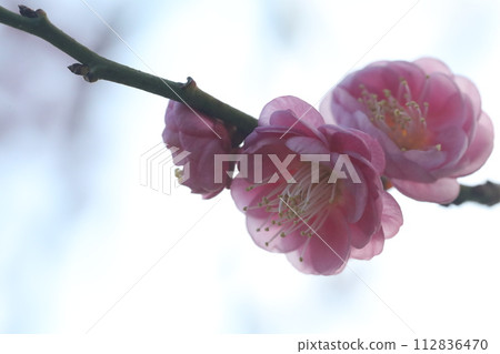 Plum blossoms telling the arrival of spring Plum blossoms telling the arrival of spring 112836470
