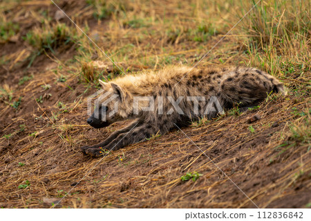 Spotted hyena lies on bank lowering head Spotted hyena lies on bank lowering head 112836842