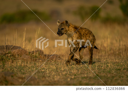 Spotted hyena trots across savannah at dawn 112836866