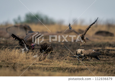 Tawny eagle approaching lappet-faced and white-backed vultures 112836879