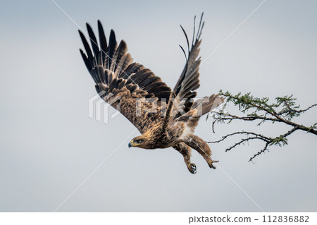 Tawny eagle dives off branch of thornbush 112836882