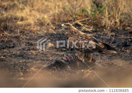 Tawny eagle feeds on carcase in savannah Tawny eagle feeds on carcase in savannah 112836885