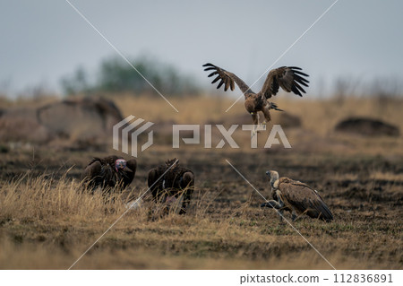 Tawny eagle flies over vultures eating carcase Tawny eagle flies over vultures eating carcase 112836891