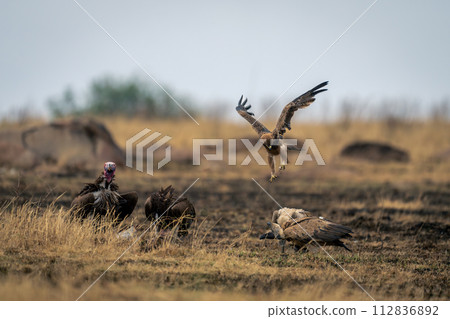 Tawny eagle flies over vultures eating kill Tawny eagle flies over vultures eating kill 112836892