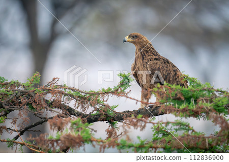 Tawny eagle in profile on thornbush branch 112836900