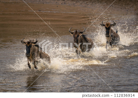 Three blue wildebeest galloping through shallow river 112836914