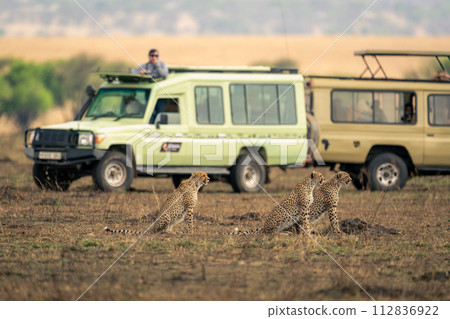 Three cheetahs sit on savannah by jeeps 112836922