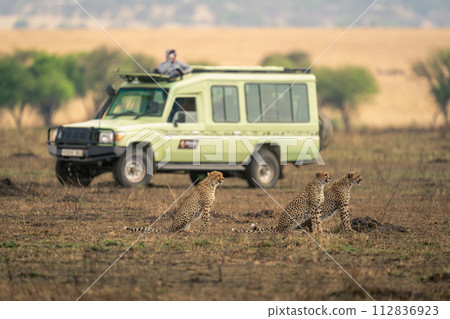 Three cheetahs sit on savannah near jeep 112836923