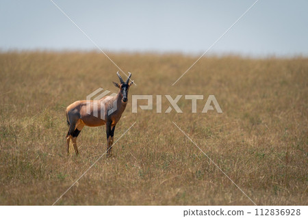 Topi stands watching camera in tall grass Topi stands watching camera in tall grass 112836928
