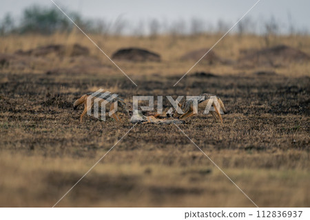 Two black-backed jackals stand feeding on gazelle 112836937