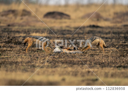 Two black-backed jackals stand feeding on kill 112836938