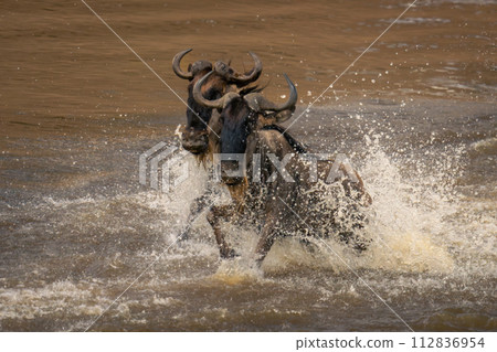 Two blue wildebeest cross stream in spray 112836954