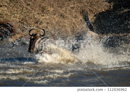 Two blue wildebeest crossing river in spray 112836962