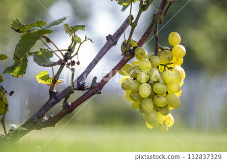 Close-up of vine branch with green leaves and isolated golden yellow ripe grape cluster lit by bright sun on blurred colorful bokeh copy space background. Agriculture, gardening and wine making. Close-up of vine branch with green leaves and isolated golden yellow ripe grape cluster lit by bright sun on blurred colorful bokeh copy space background. Agriculture, gardening and wine making. 112837329