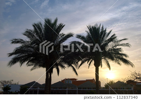 Beautiful green coconut palm trees on tropical beach against evening sky. Summer vacation concept Beautiful green coconut palm trees on tropical beach against evening sky. Summer vacation concept 112837340