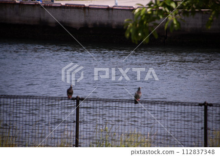 A pigeon found at Beppu International Tourist Port 112837348