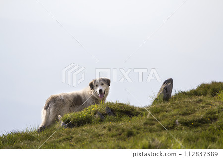 Big white shaggy grown clever shepherd dog standing alone on steep green grassy rocky mountain slope on sunny summer day on copy space background of bright blue clear sky. Big white shaggy grown clever shepherd dog standing alone on steep green grassy rocky mountain slope on sunny summer day on copy space background of bright blue clear sky. 112837389