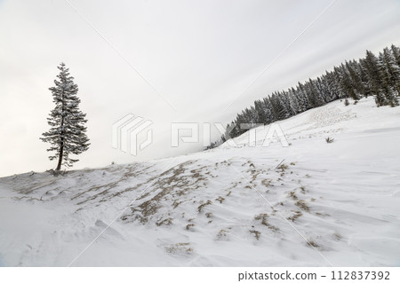 Winter landscape. Tall pine tree alone on mountain slope on cold sunny day on copy space background of blue sky and spruce forest. Winter landscape. Tall pine tree alone on mountain slope on cold sunny day on copy space background of blue sky and spruce forest. 112837392