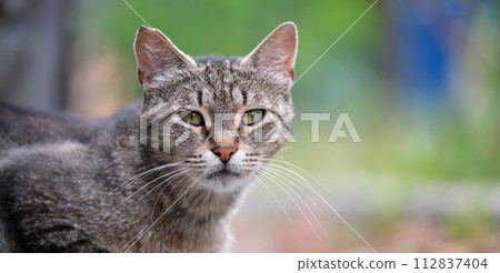 Big gray stray cat resting on steet outdoors in summer 112837404