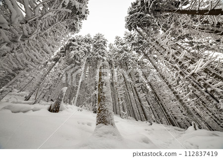 Beautiful winter picture. Tall spruce trees covered with deep snow and frost on clear sky background. Happy New Year and Merry Christmas greeting card. 112837419