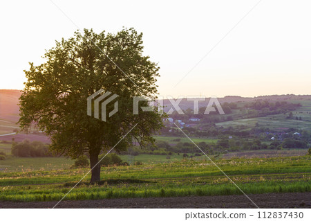 Quiet and peaceful view of beautiful big green tree at sunset growing alone in spring field on distant small village between green gardens and hills background. Beauty and harmony of nature concept. 112837430