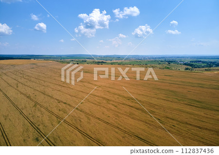 Aerial landscape view of yellow cultivated agricultural field with ripe wheat on bright summer day Aerial landscape view of yellow cultivated agricultural field with ripe wheat on bright summer day 112837436