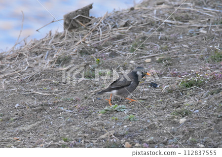 Mustard star 112837555