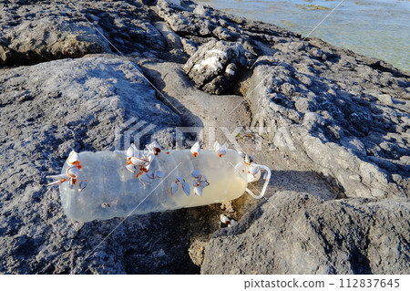A plastic bottle with a shell washed ashore 112837645