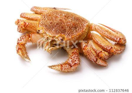 live crab 112837646