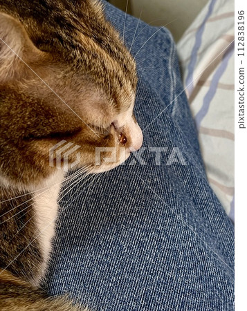 貓咪的眼淚01 112838196