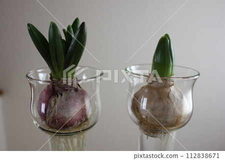 Hyacinth ... ◯ ○ Hydroponics ○ ◯. ⁺ * Hyacinth ... ◯ ○ Hydroponics ○ ◯. ⁺ * 112838671