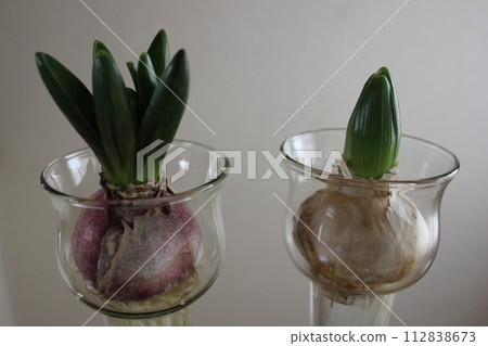 Hyacinth ... ◯ ○ Hydroponics ○ ◯. ⁺ * Hyacinth ... ◯ ○ Hydroponics ○ ◯. ⁺ * 112838673