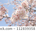 Cherry blossoms in full bloom shining in the blue sky 112839358