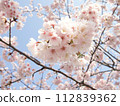 Cherry blossoms in full bloom shining in the blue sky 112839362